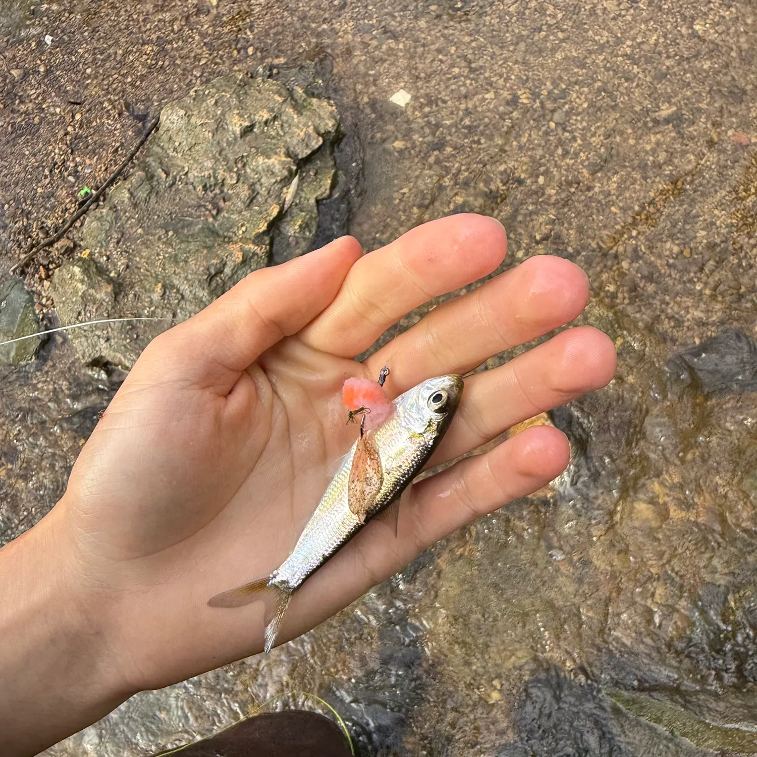 The most recent Alewife catches on Fishbrain