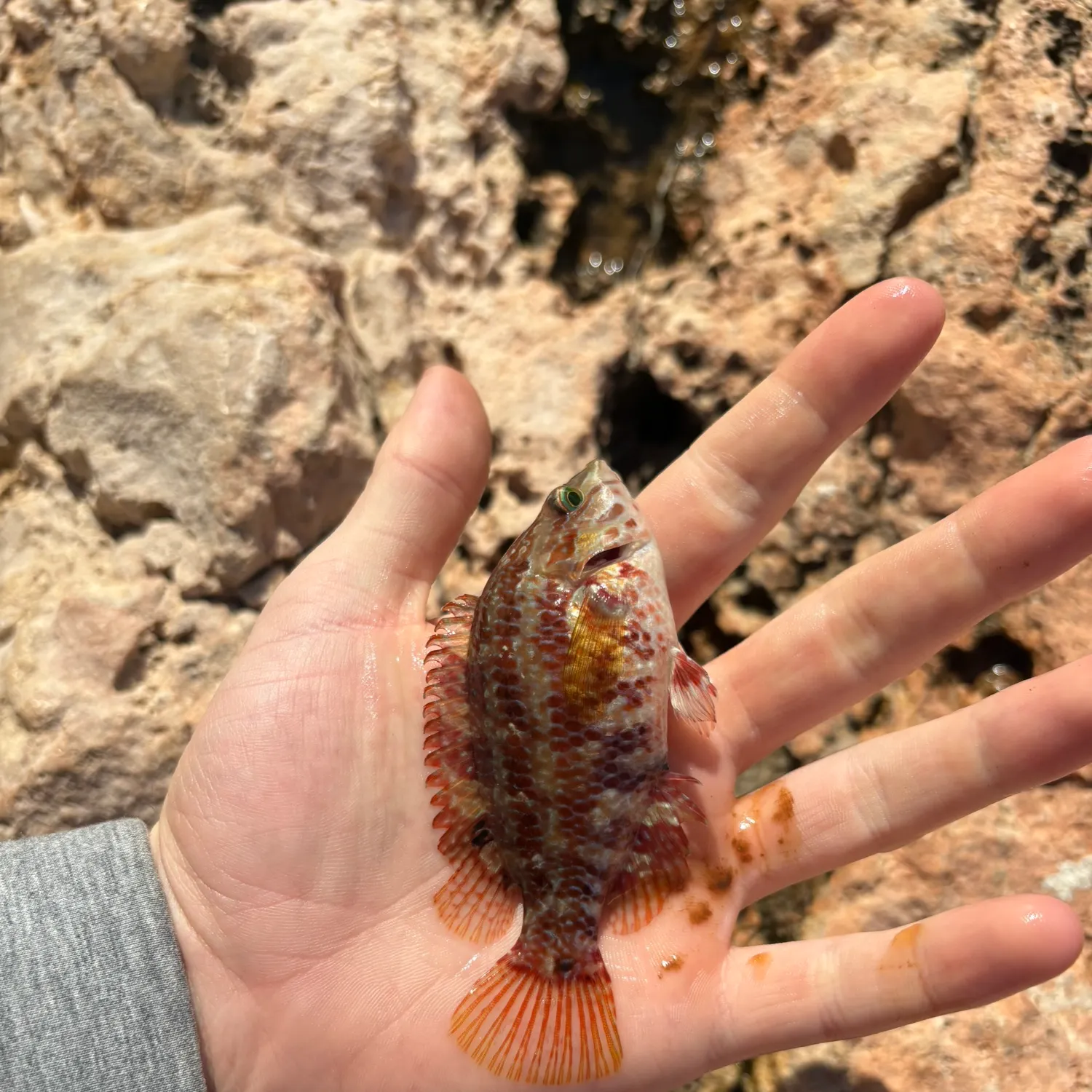 The most recent Ballan wrasse catches on Fishbrain