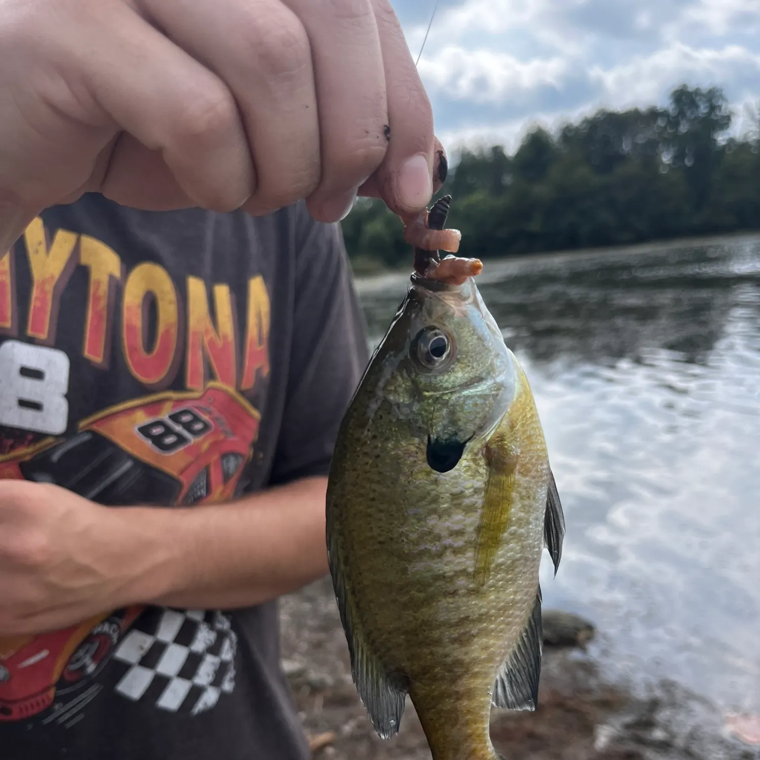 Bluegill caught on Fishbrain