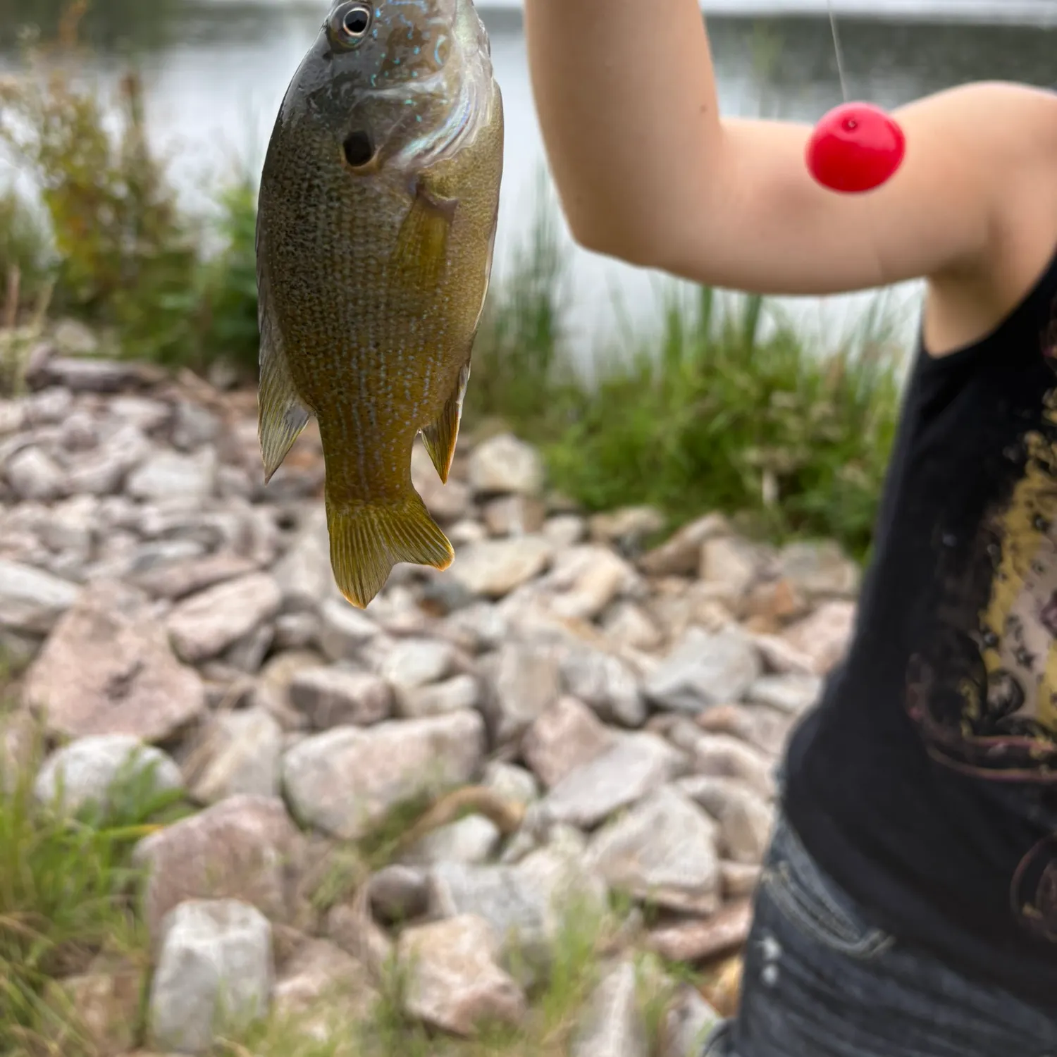 Green sunfish caught on Fishbrain