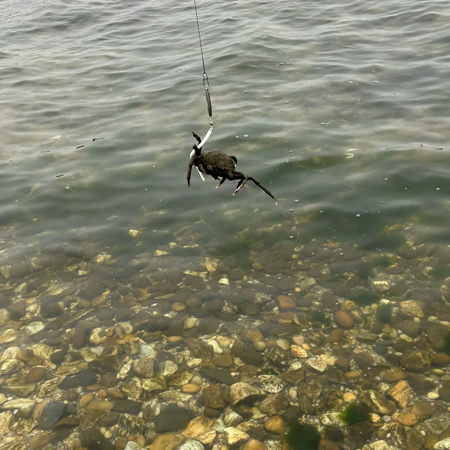 The most recent European spider crab catches on Fishbrain