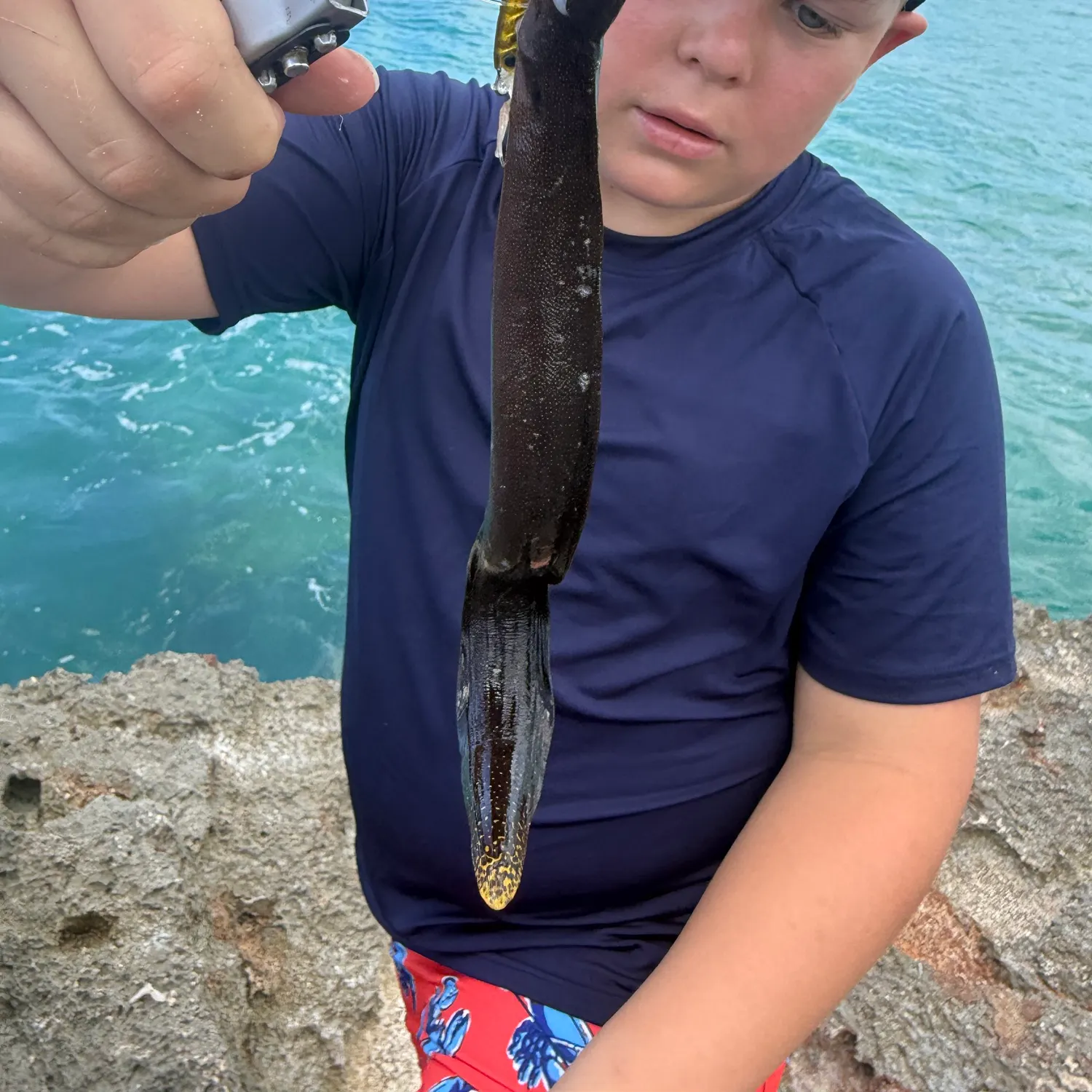 The most recent Brown moray catches on Fishbrain