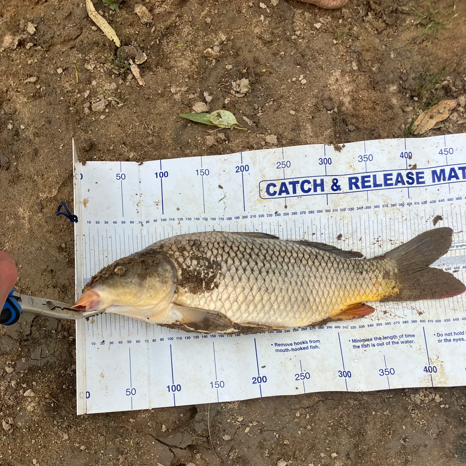 catch