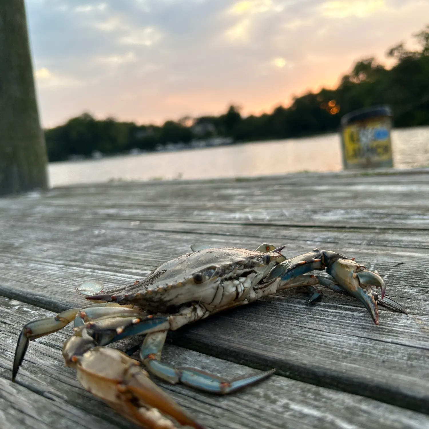 Blue crab caught on Fishbrain
