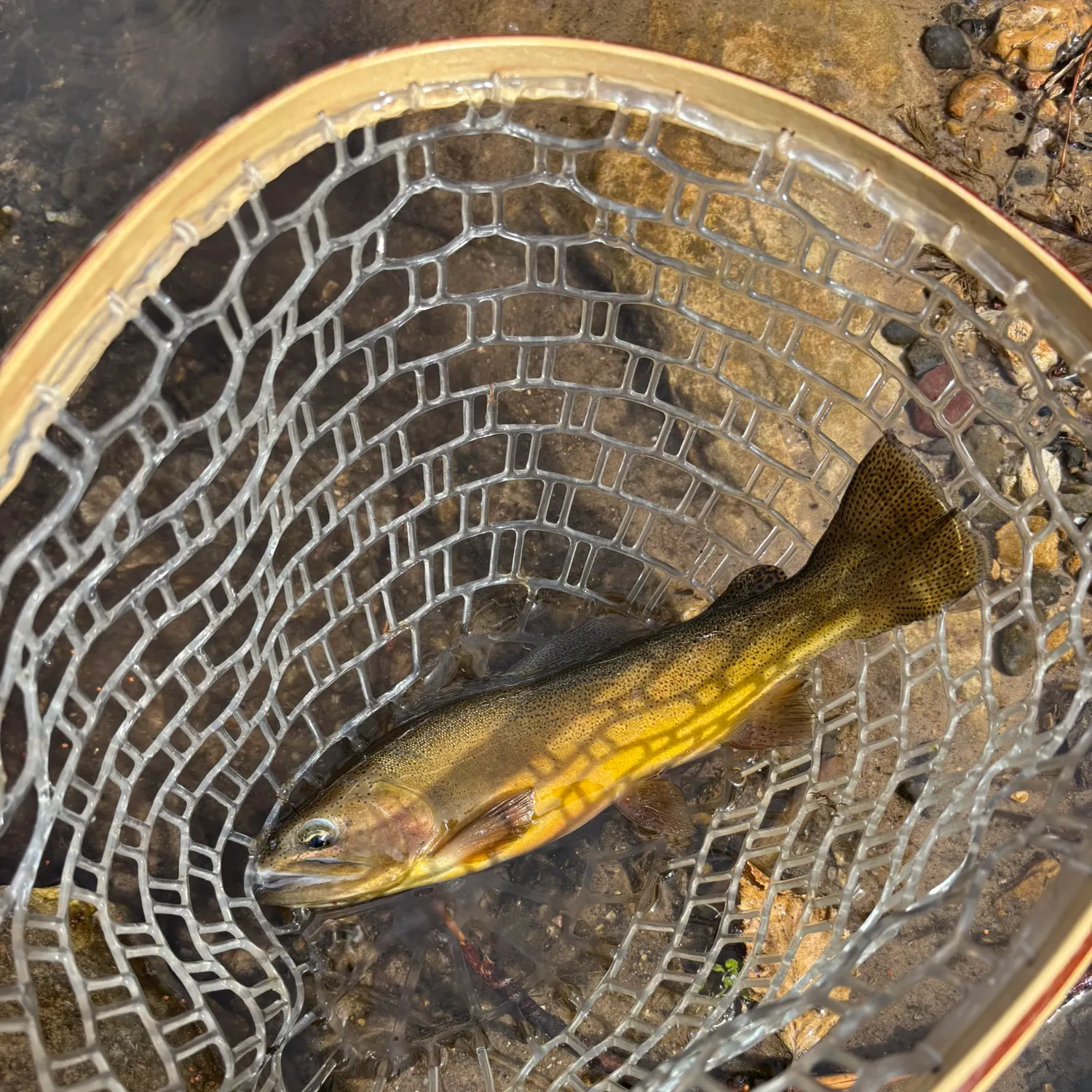 The most popular recent Gila trout catch on Fishbrain