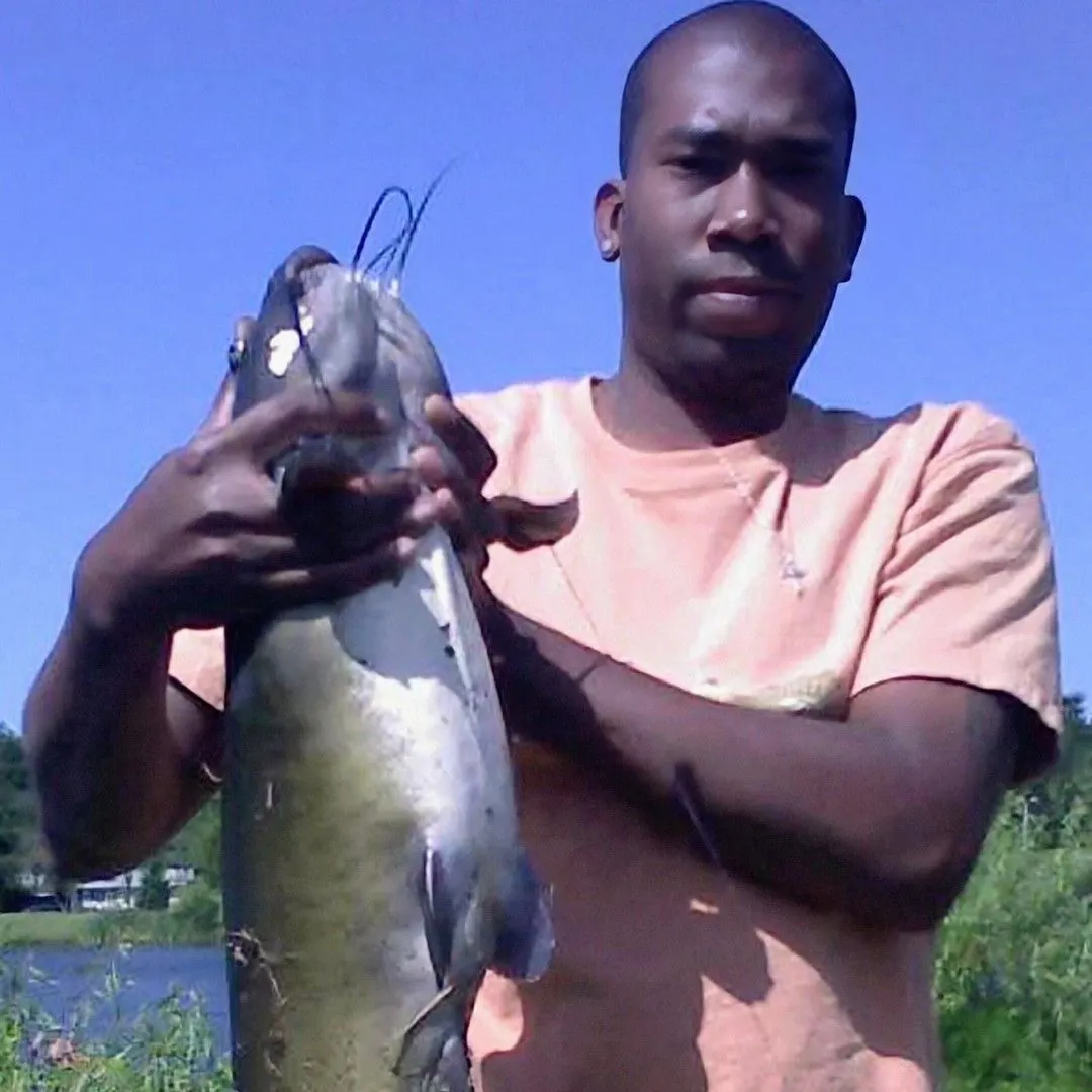 Channel catfish caught on Fishbrain