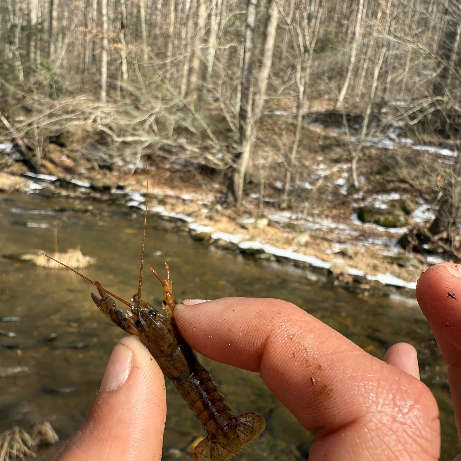 The most recent Signal crayfish catches on Fishbrain