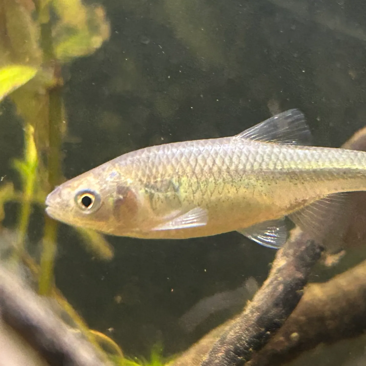 The most recent Red shiner catches on Fishbrain