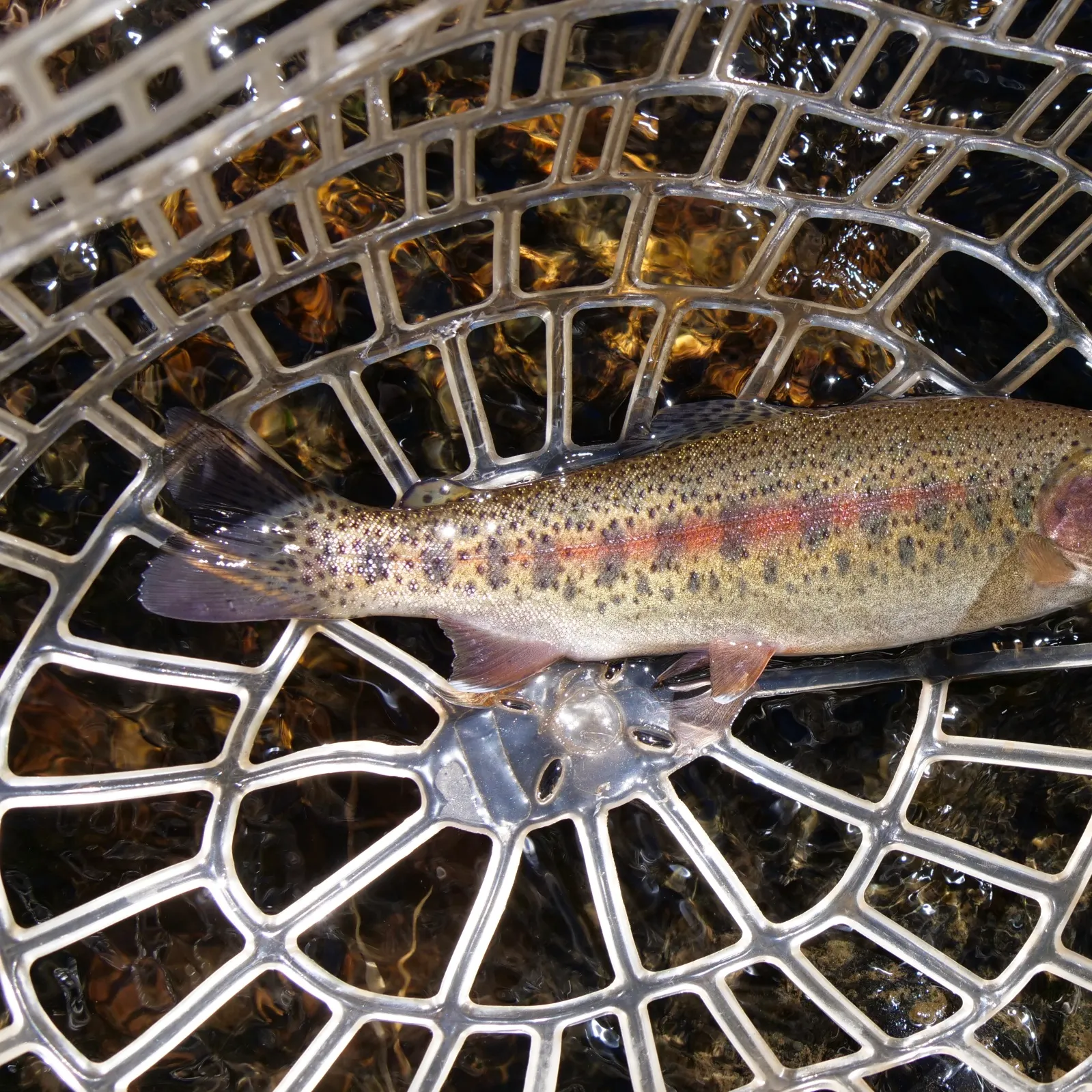 The most recent Warner Lakes Redband Trout catches on Fishbrain