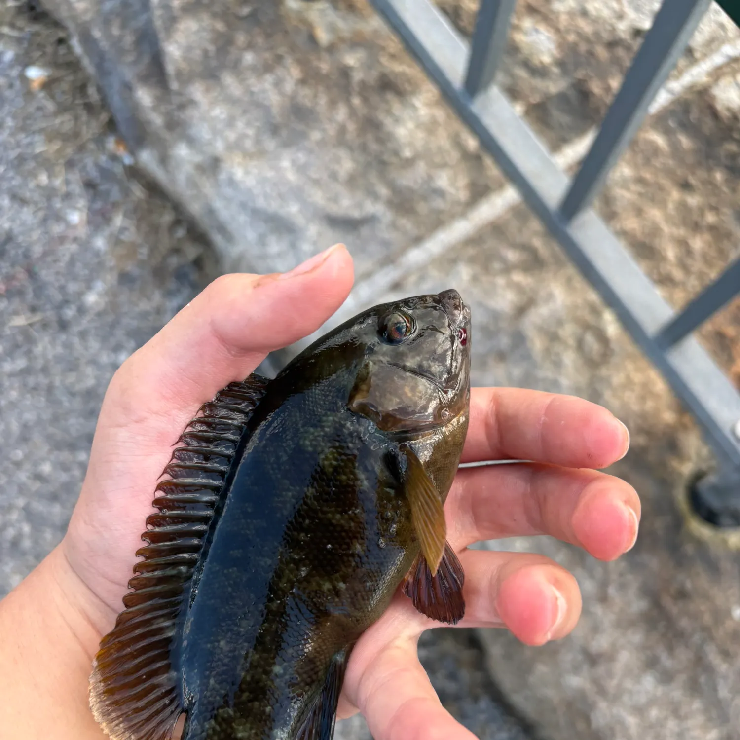 Tautog caught on Fishbrain