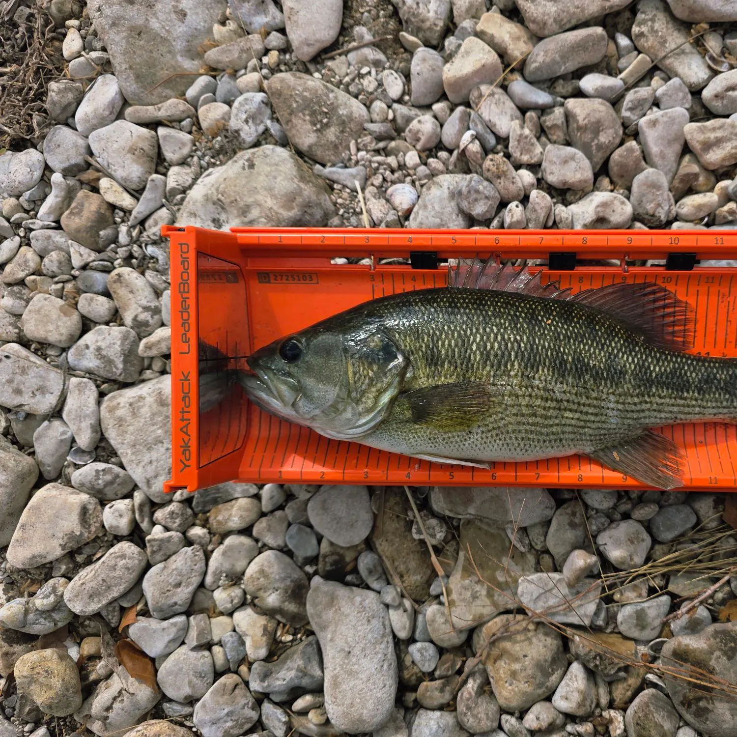 The most recent Guadalupe bass catches on Fishbrain