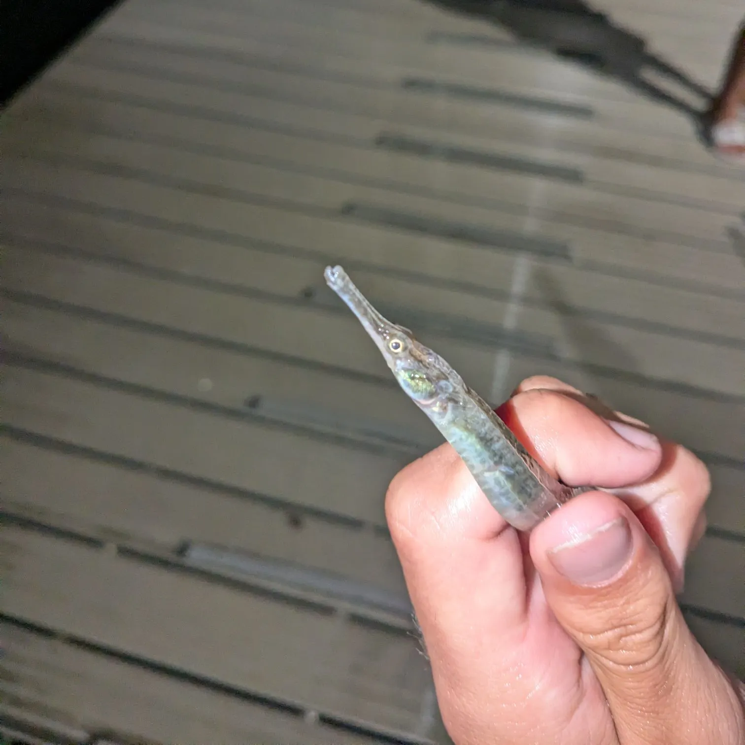 Atlantic needlefish caught on Fishbrain