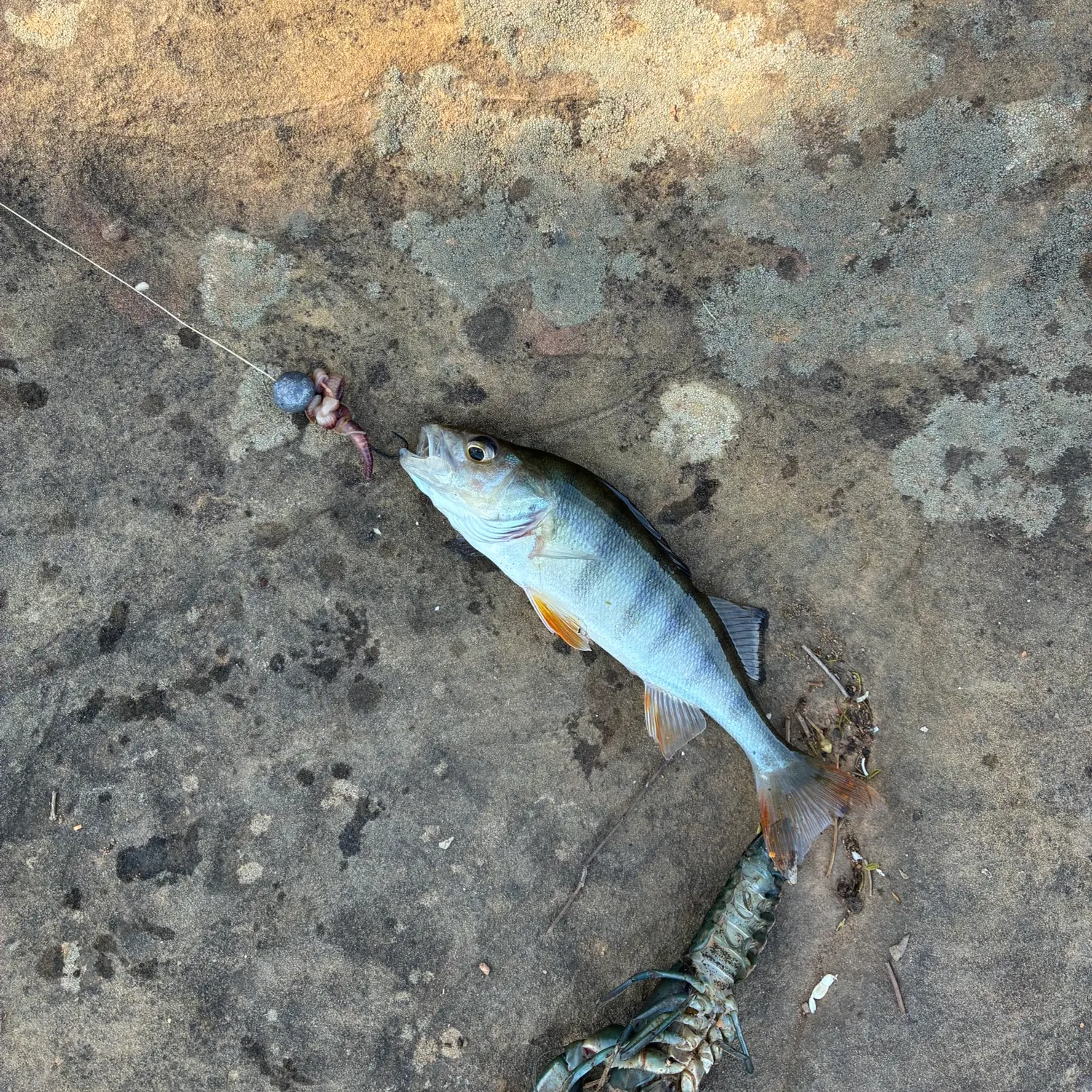European perch caught on Fishbrain