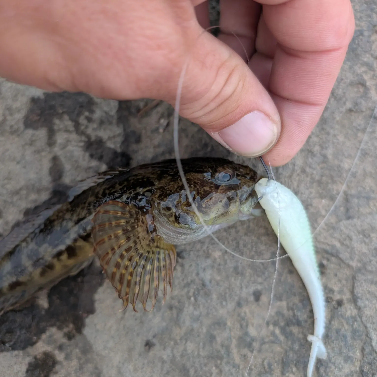The most recent Mottled sculpin catches on Fishbrain