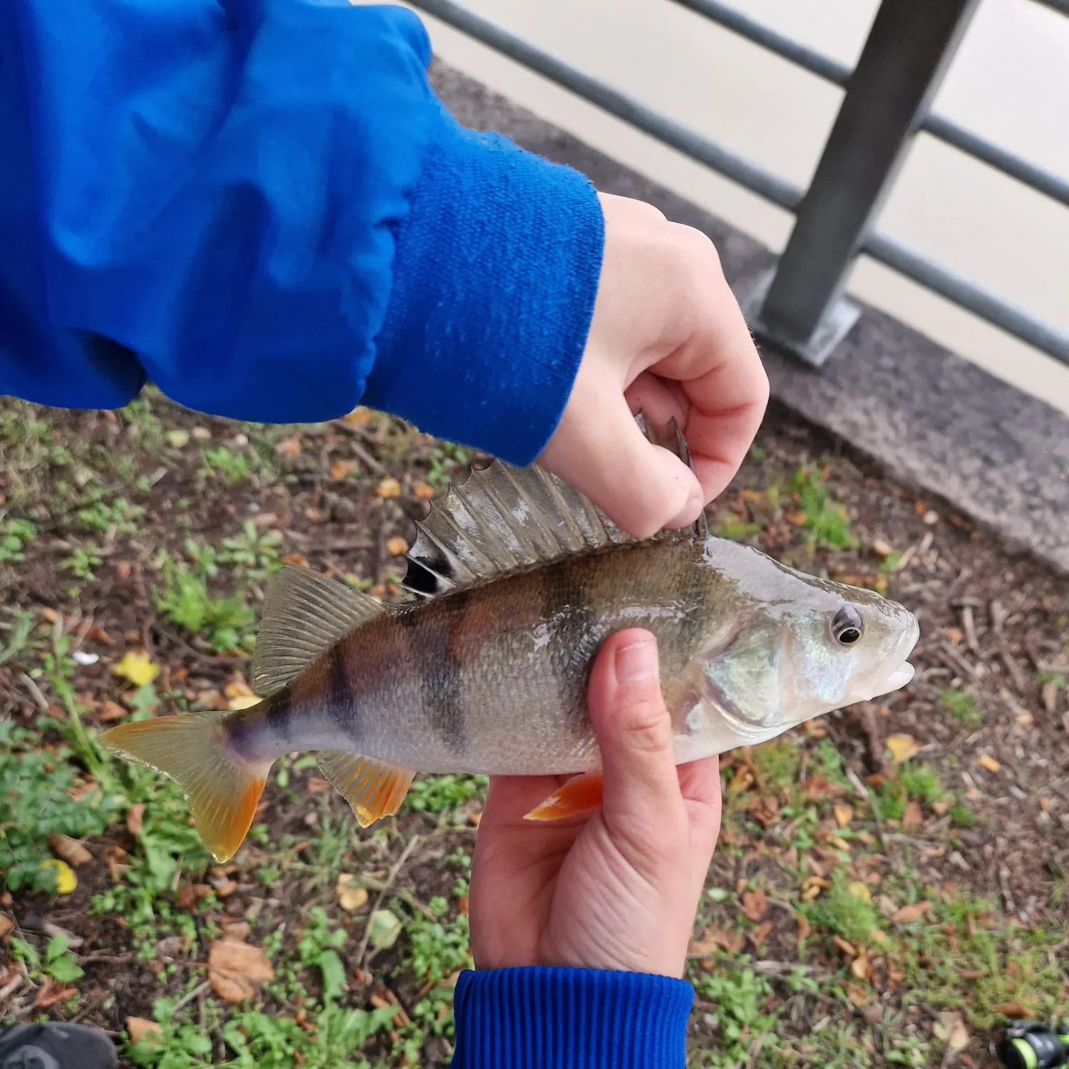 European perch caught on Fishbrain