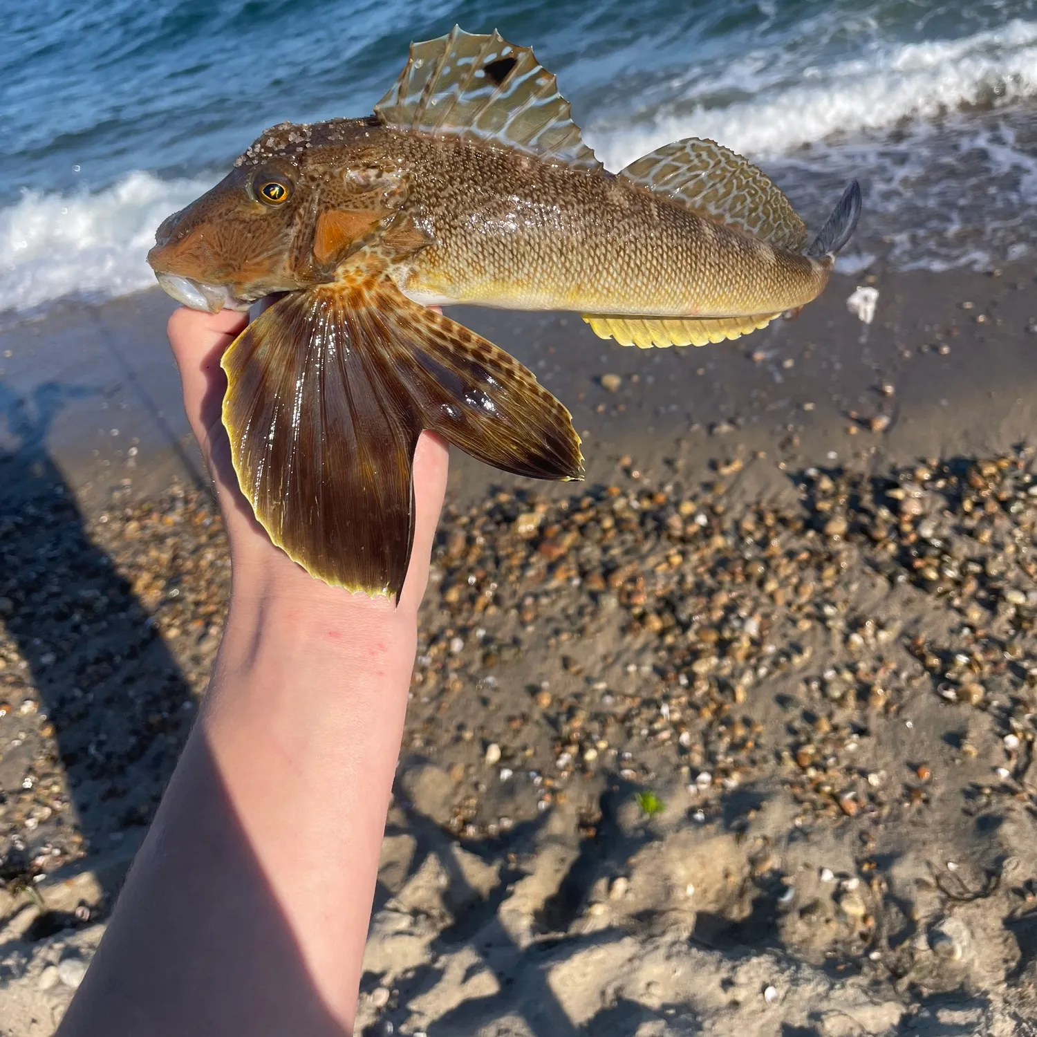 The most recent Northern searobin catches on Fishbrain