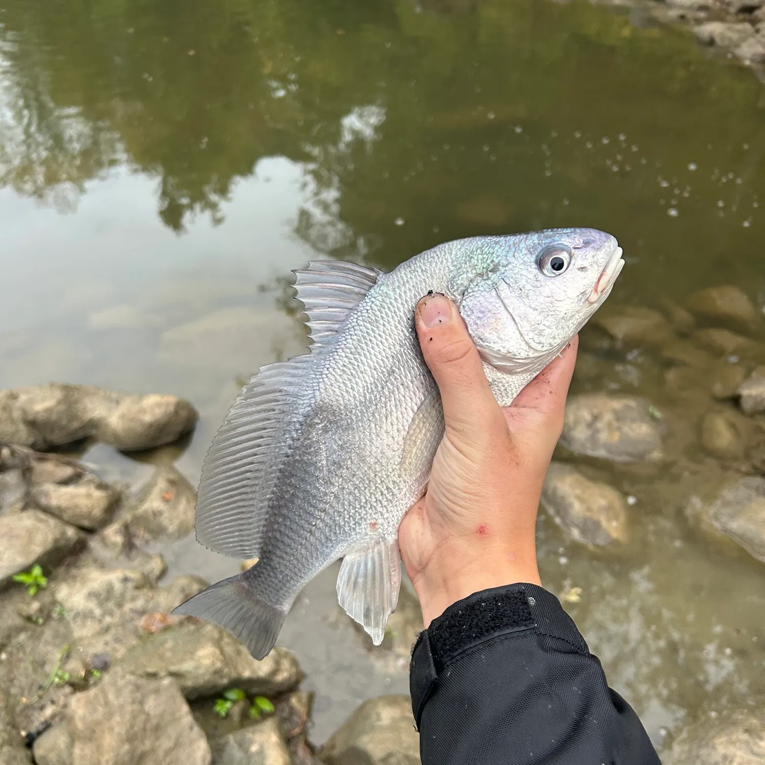 Freshwater drum caught on Fishbrain