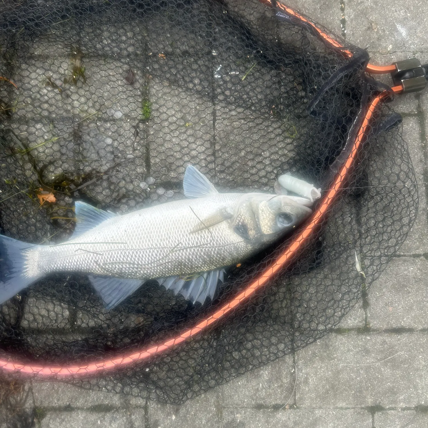 European seabass caught on Fishbrain