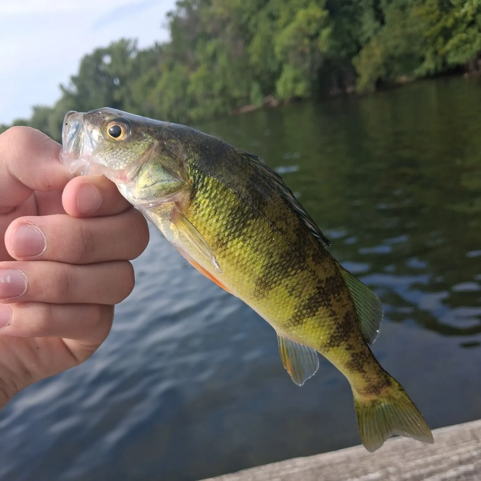 Yellow perch caught on Fishbrain