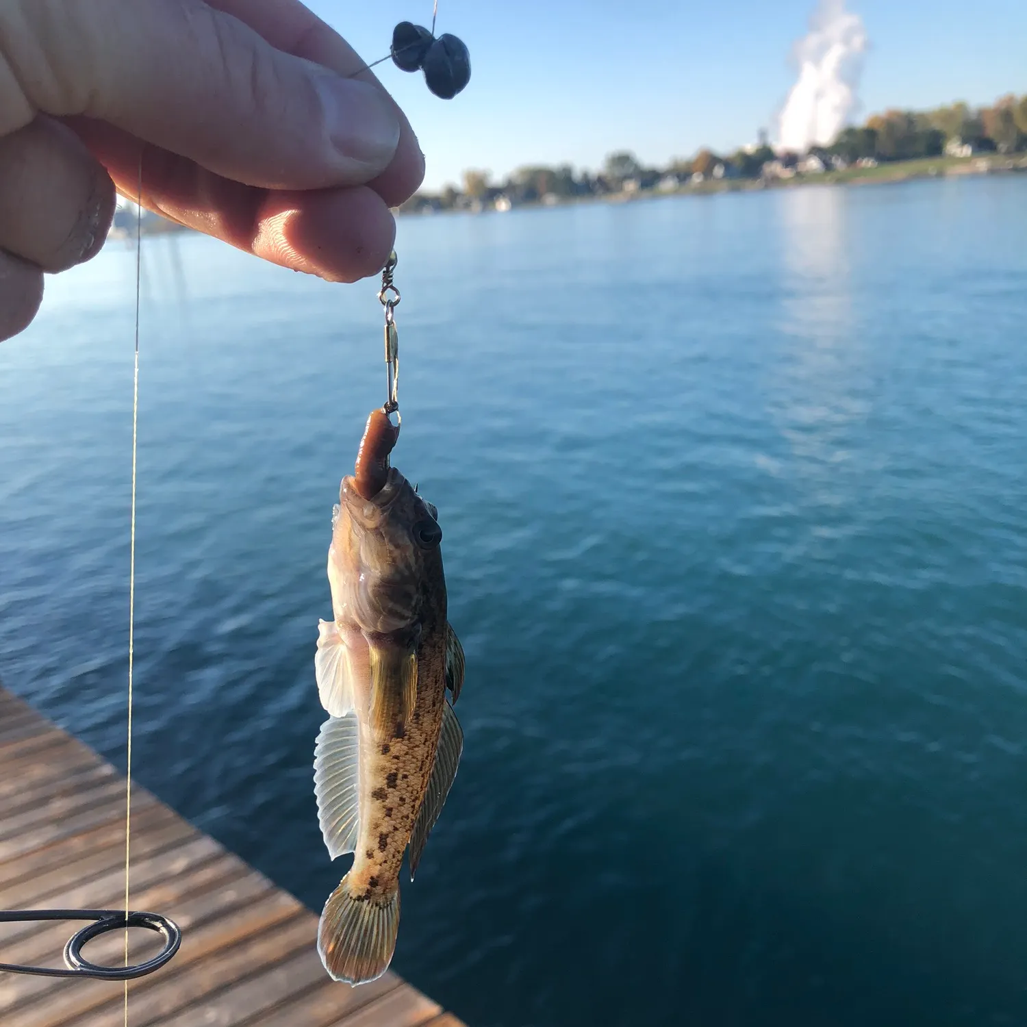 Round goby caught on Fishbrain