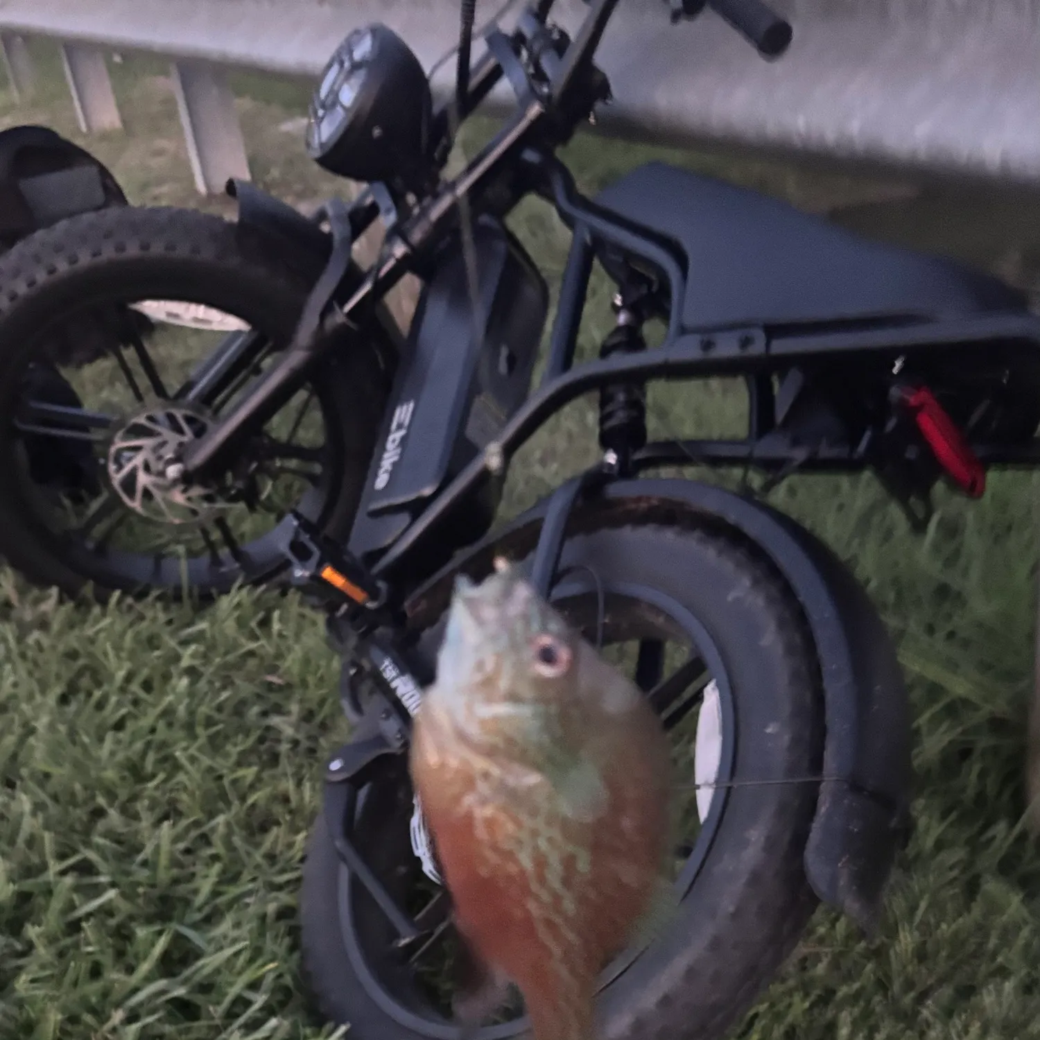 The most recent Plains longear sunfish catches on Fishbrain
