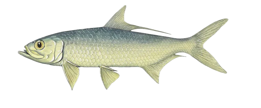 Indo-Pacific tarpon