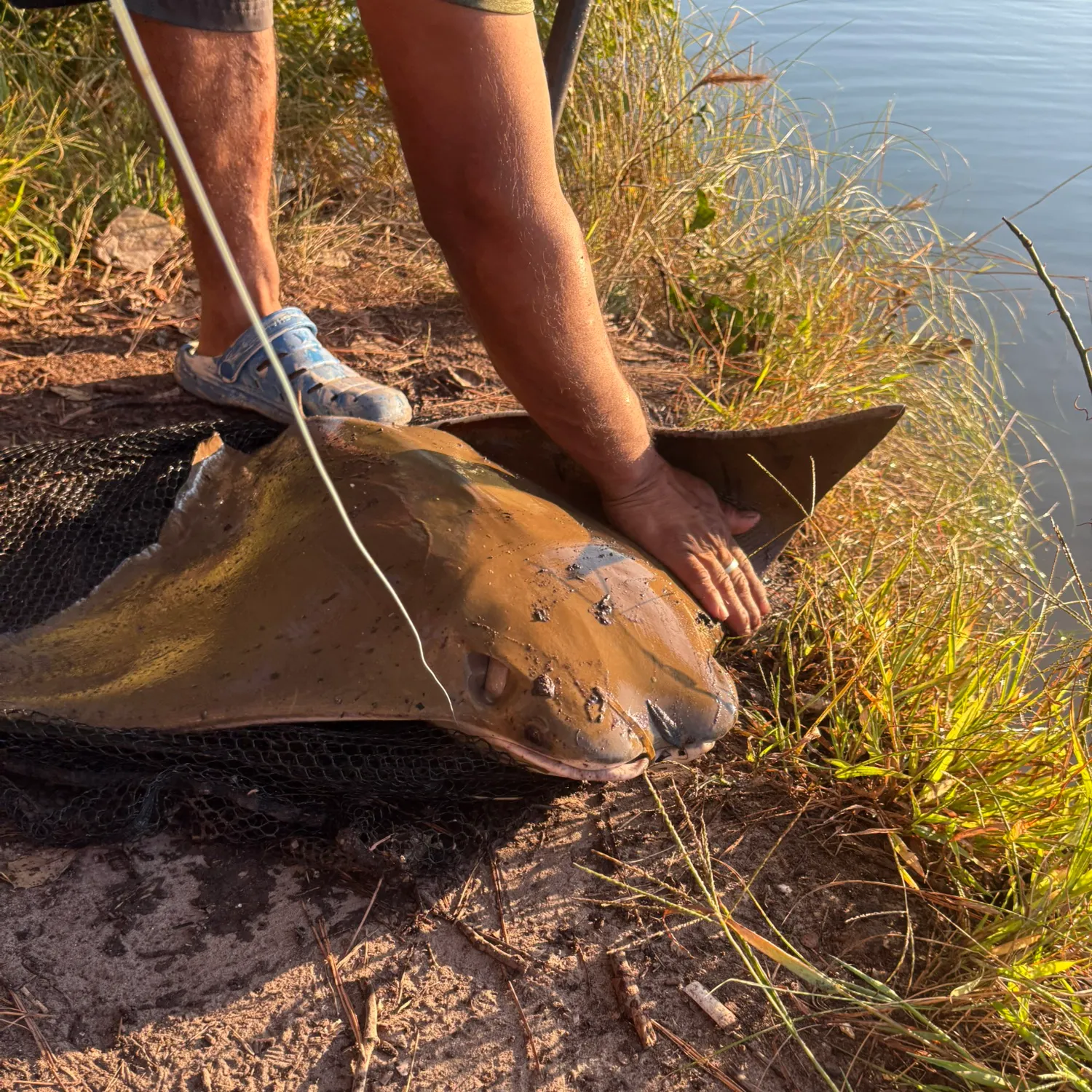 The most recent Pelagic stingray catches on Fishbrain