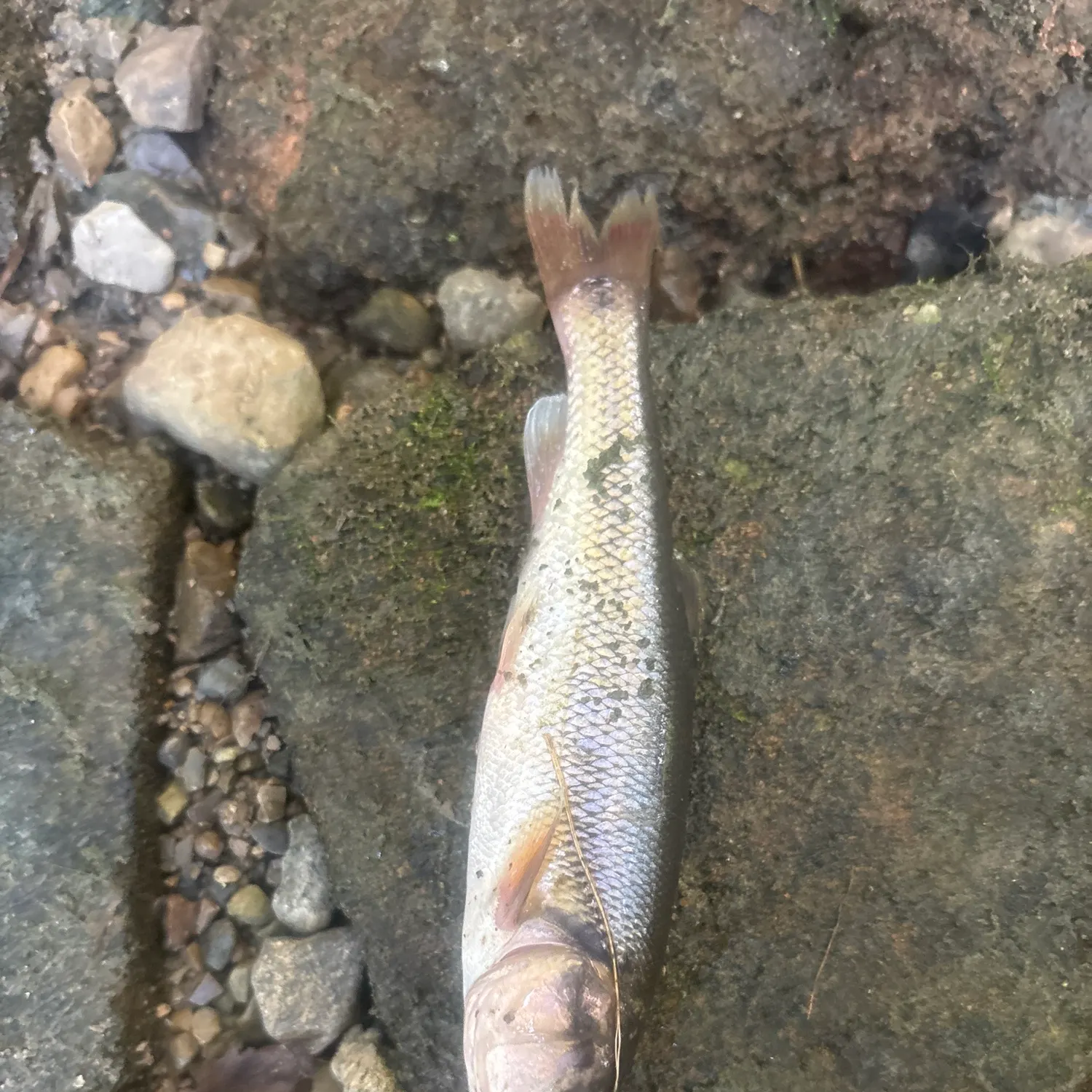Creek chub caught on Fishbrain