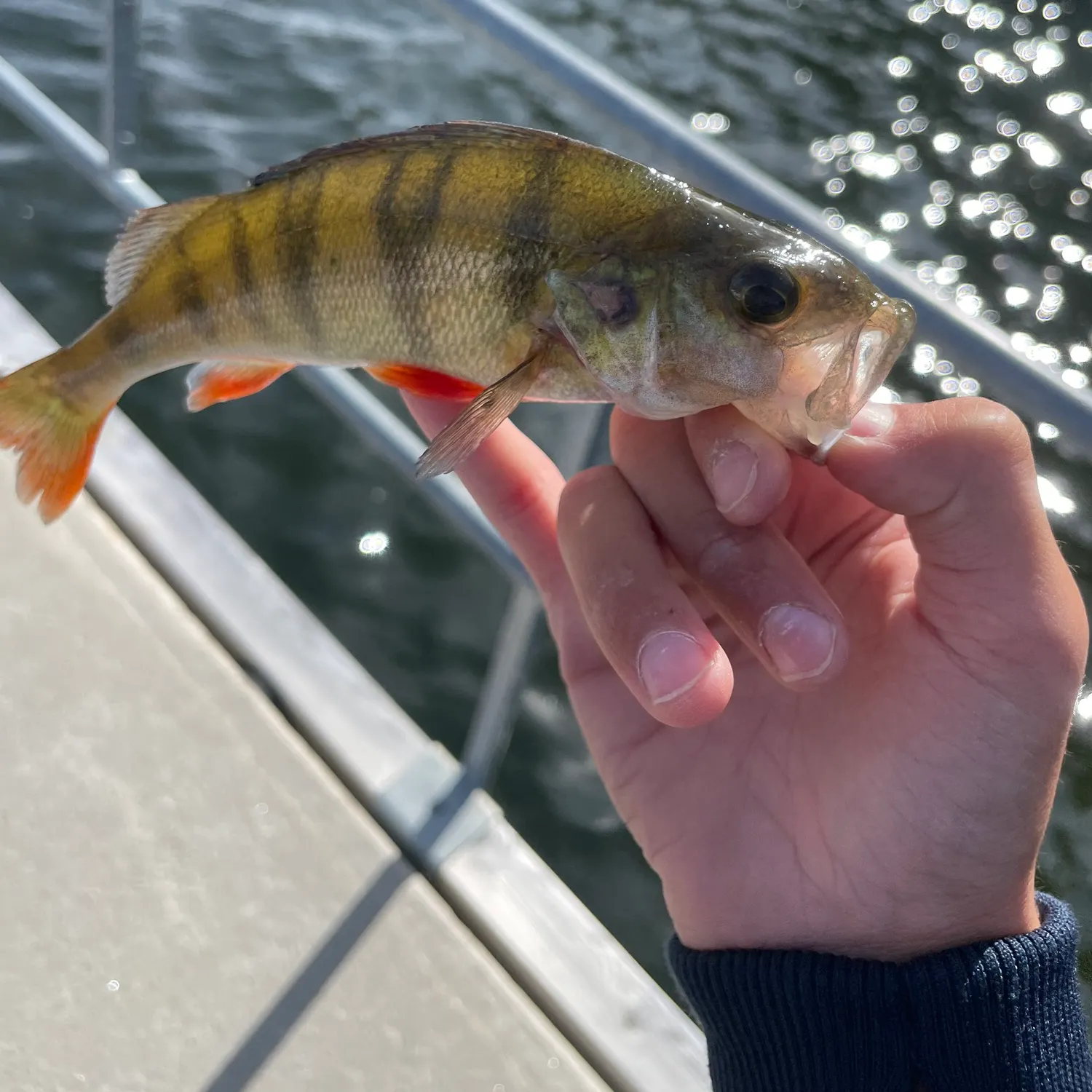European perch caught on Fishbrain