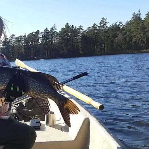 Fish caught on Fishbrain