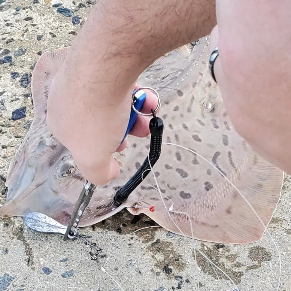 The most recent Barndoor skate catches on Fishbrain