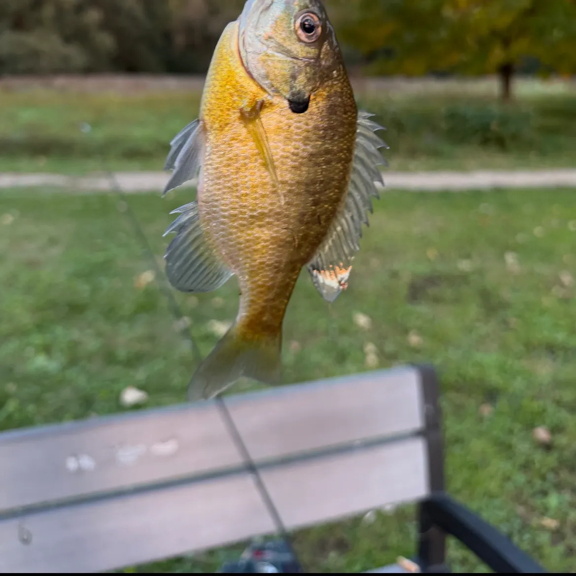 Bluegill caught on Fishbrain