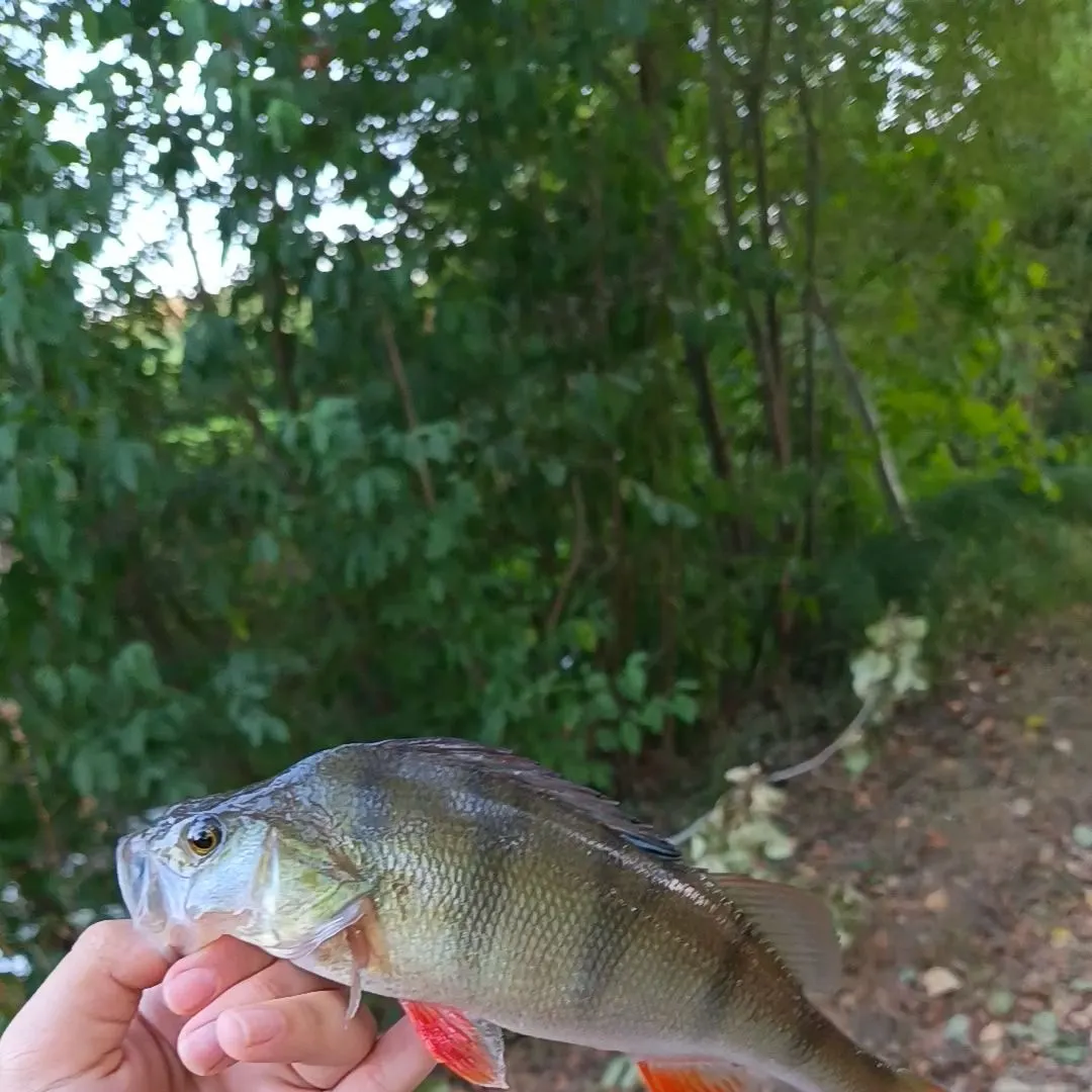 European perch caught on Fishbrain