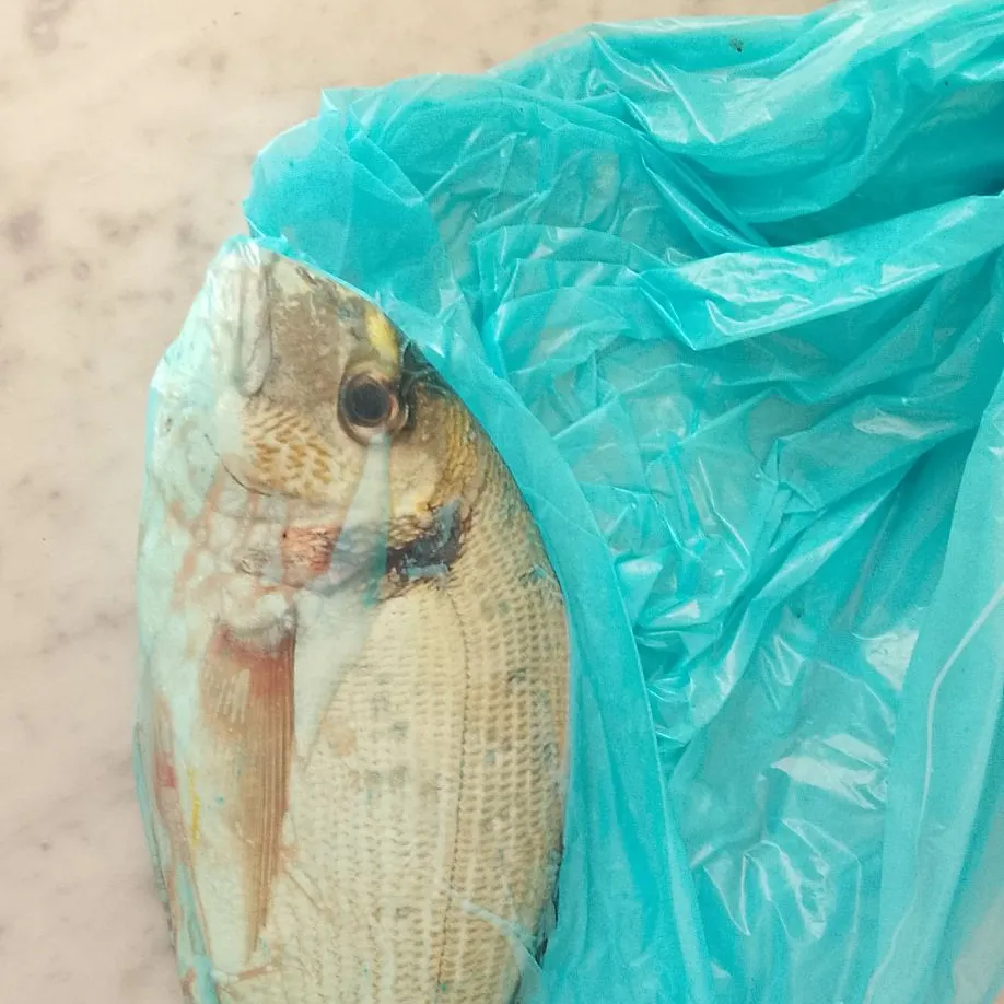 The most recent Annular seabream catches on Fishbrain