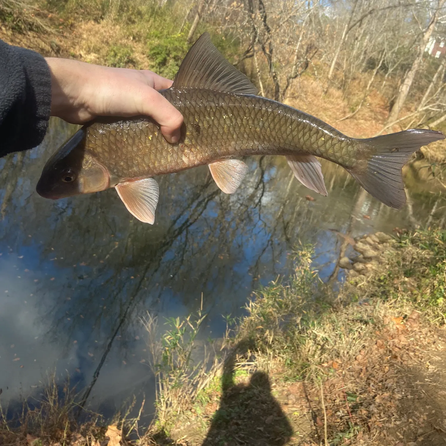 The most recent Shorthead redhorse catches on Fishbrain