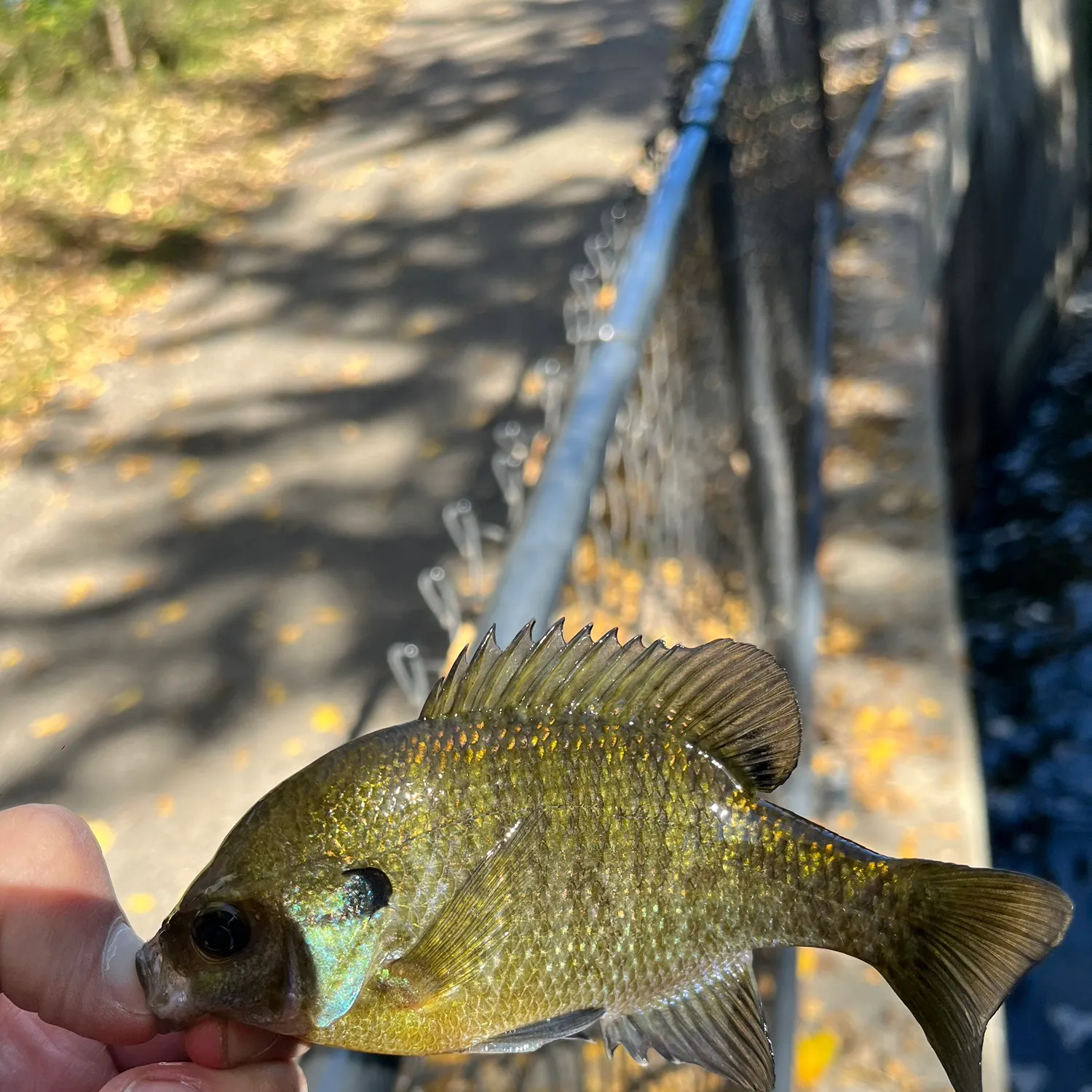 Bluegill caught on Fishbrain