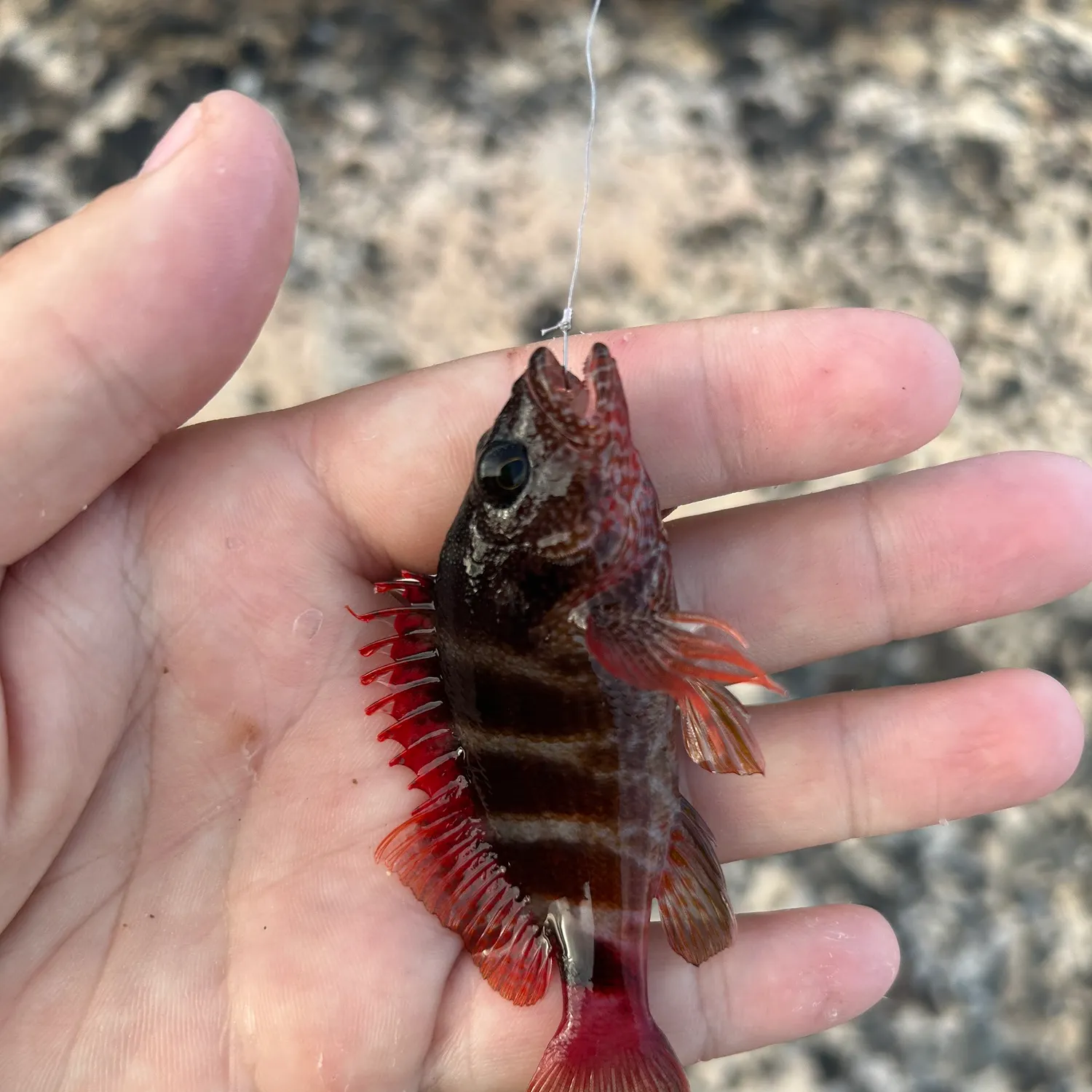 The most recent Cirrhitops fasciatus catches on Fishbrain