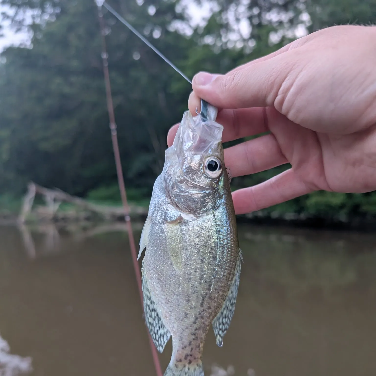 The most recent Black crappie catches on Fishbrain