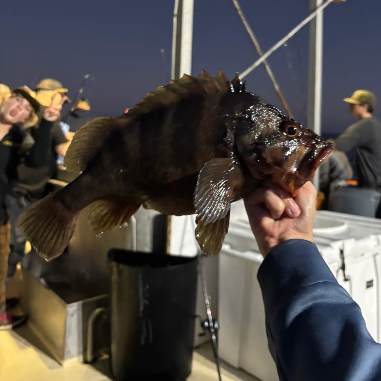 The most recent Treefish catches on Fishbrain