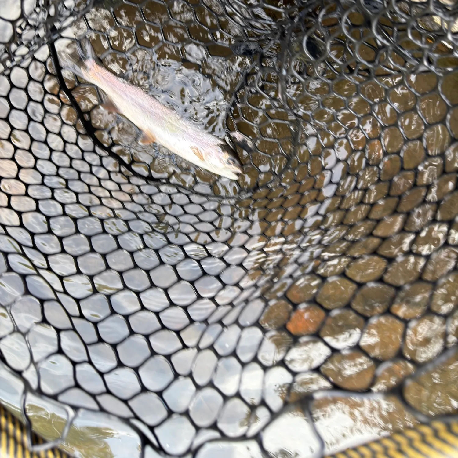 Rainbow trout caught on Fishbrain