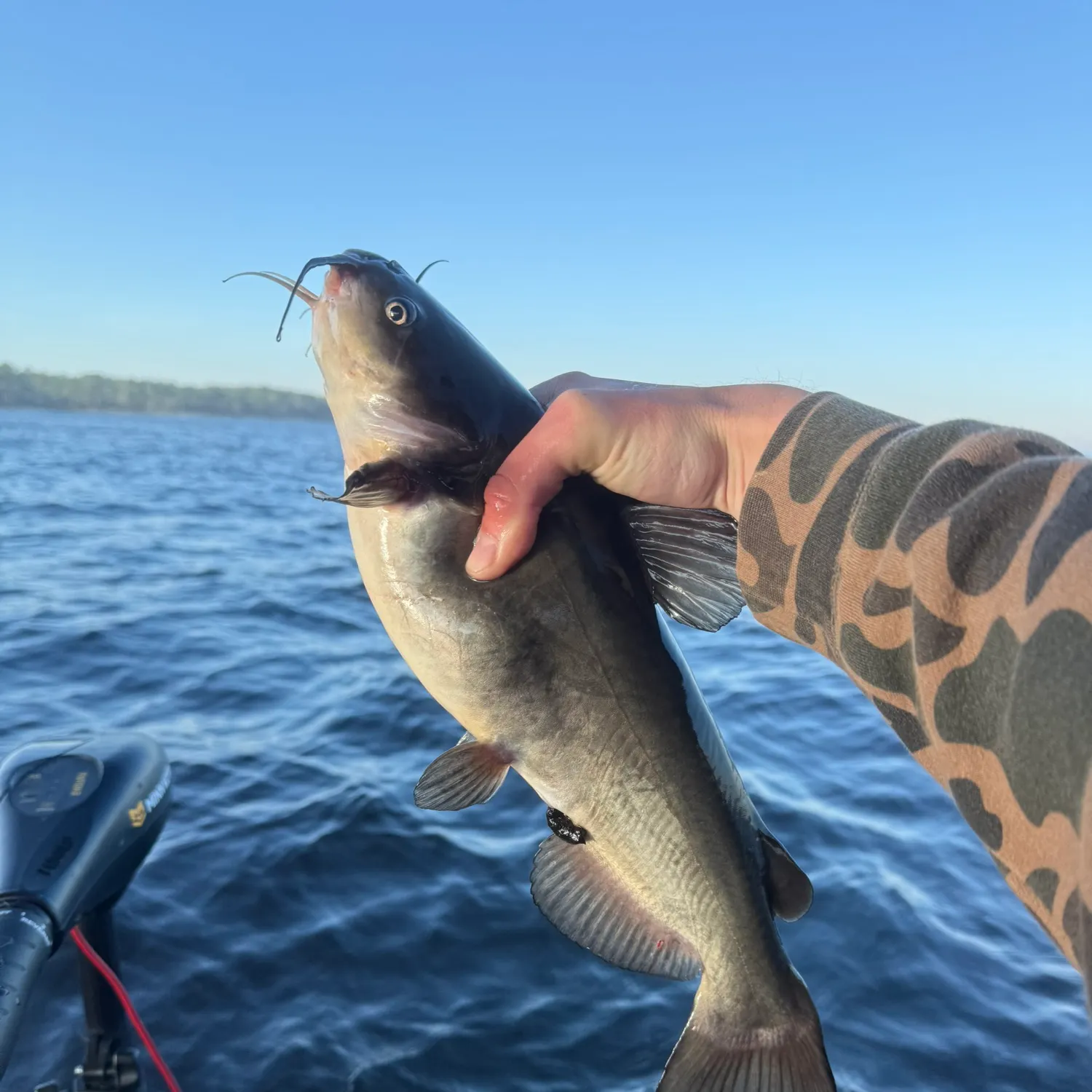The most recent White bullhead catches on Fishbrain