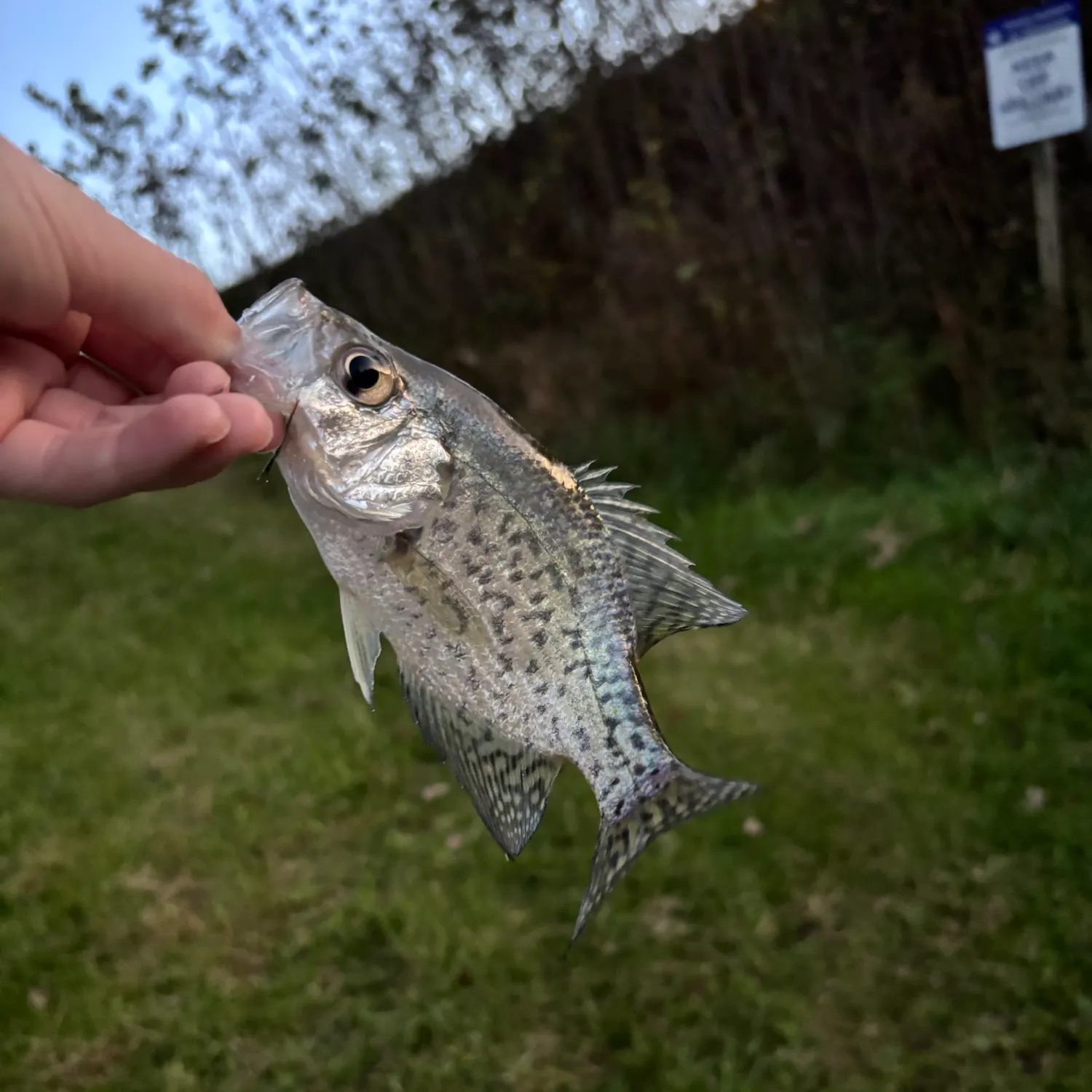 Black crappie caught on Fishbrain