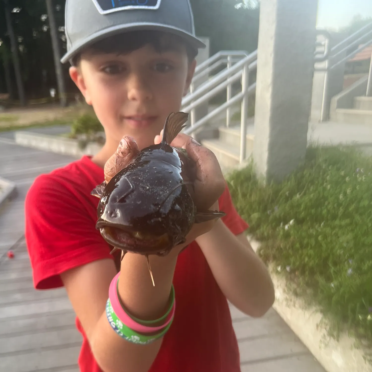 Brown bullhead caught on Fishbrain