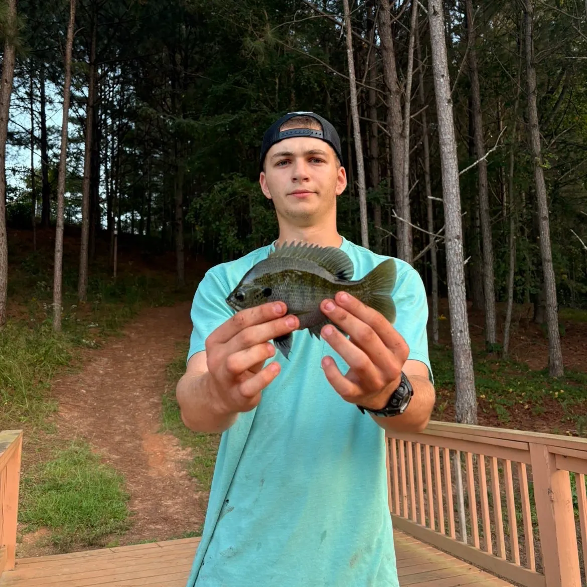 Bluegill caught on Fishbrain