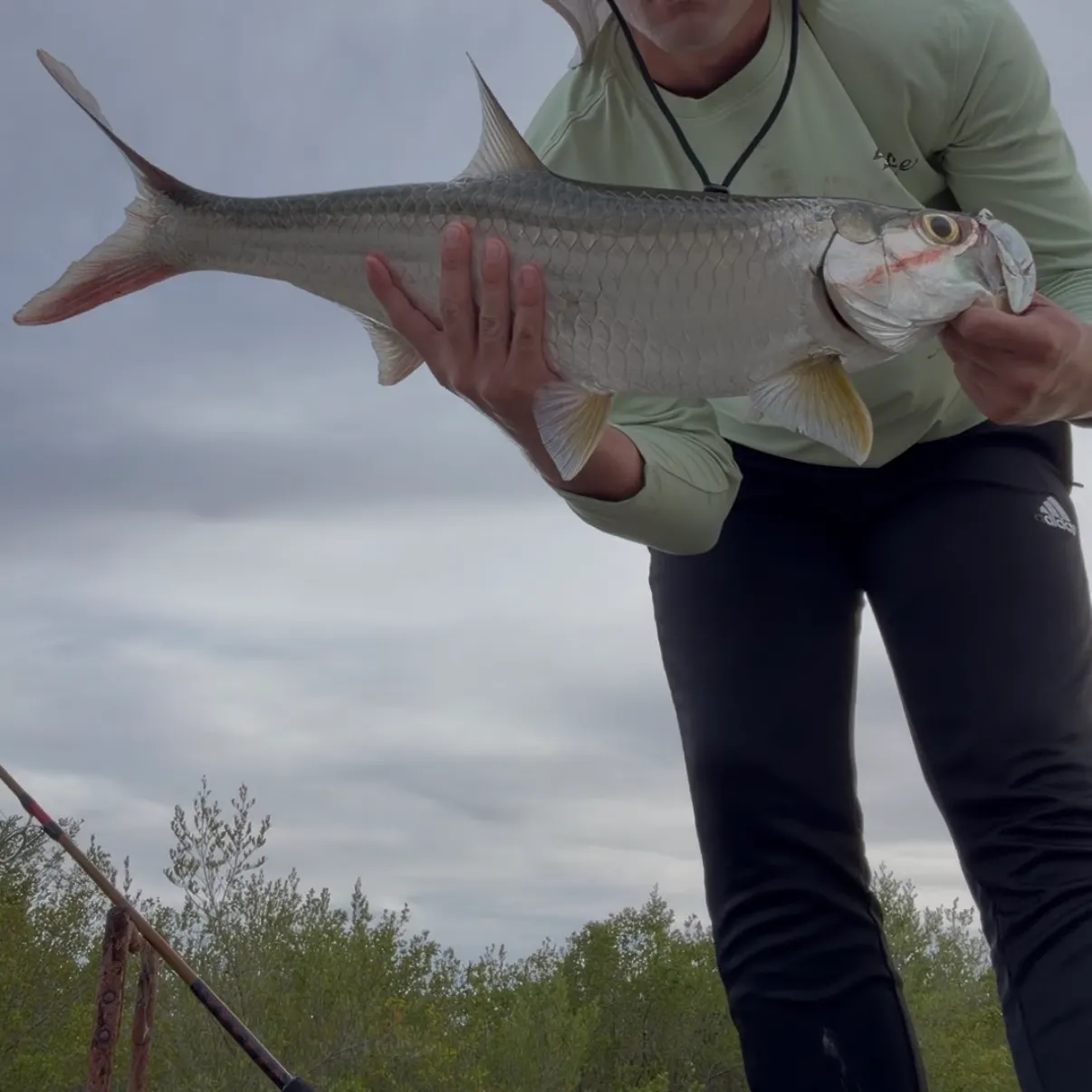 Tarpon caught on Fishbrain