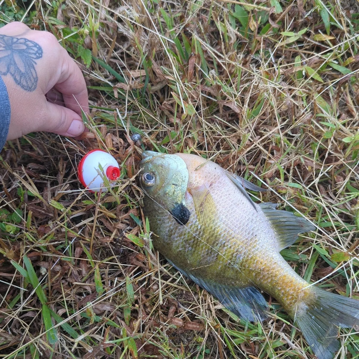 Bluegill caught on Fishbrain