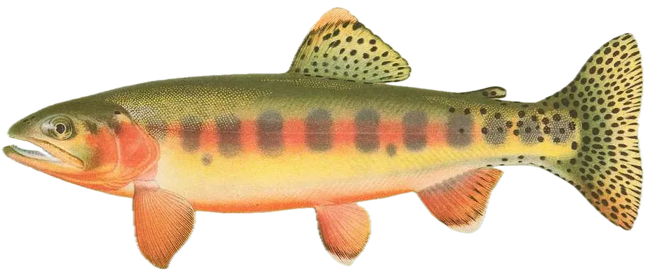 Little Kern golden trout