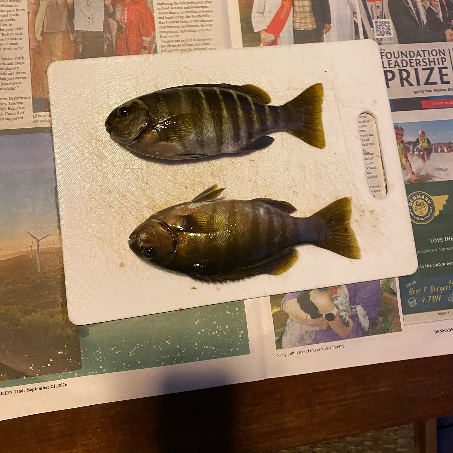 The most recent Zebra fish catches on Fishbrain