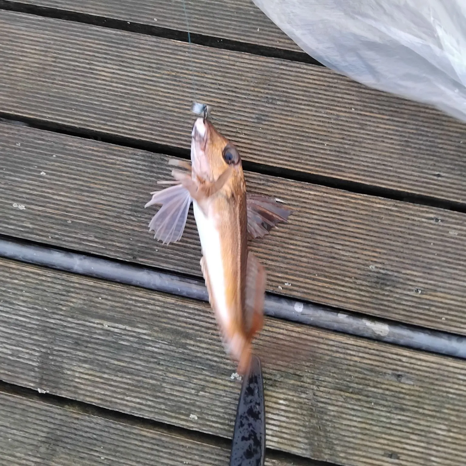 The most recent Tub gurnard catches on Fishbrain