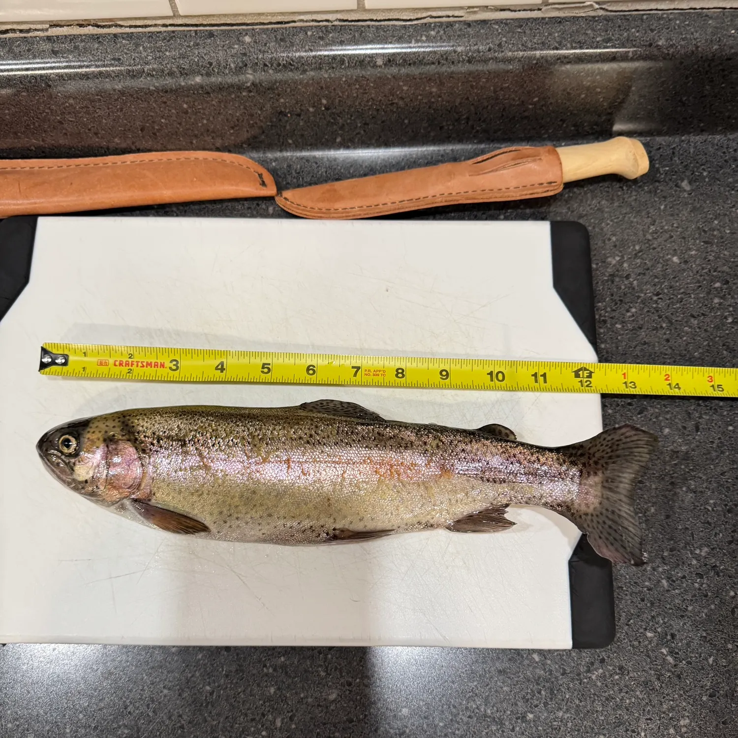 recently logged catches